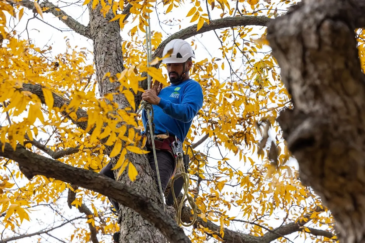 Skilled Tree Planing crew working in Lake Clear