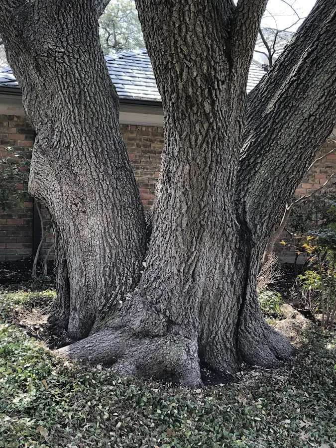Mature heritage tree close to a Lake Clear property cared for by certified arborists